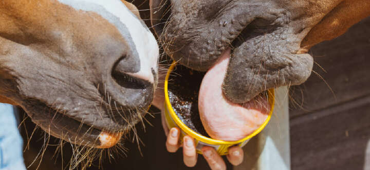 fit durch die kalte jahreszeit mineralfutter einstiegbanner 900x415